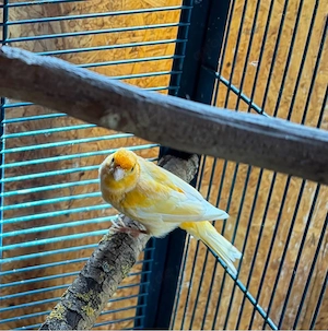 kanarienvogel 