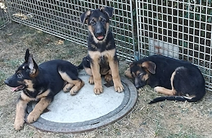 Schäferhund Welpen 