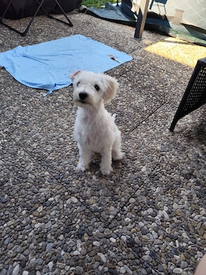 Maltipoo Welpe (Weibchen)