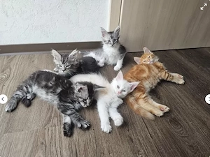 2 reinrassige Maine Coon Kitten suchen ab sofort ein liebevolles Zuhause