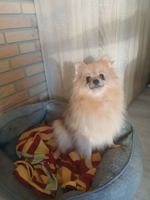 WURFANKÜNDIGUNG ! Unsere kleinen Pomchi-Babys erwarten wir Ende August!