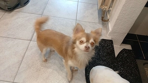 WURFANKÜNDIGUNG ! Unsere kleinen Pomchi-Babys erwarten wir Ende August!