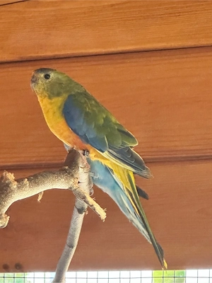 Schönsittich Pärchen
