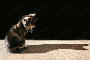 Kleine Waldkatzenmix Wollknäule 16 Wochen 
