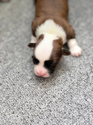Wunderschöne Shih-Tzu Welpen suchen ihr Für-immer-Zuhause!