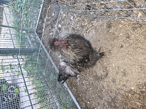 2 Seidenhuhn-Hähne kostenlos abzugeben