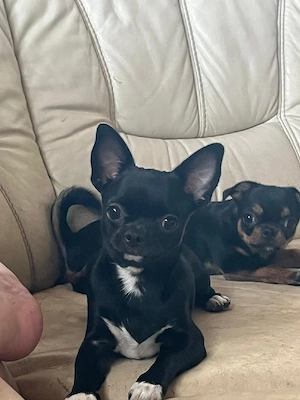 Kleine Kinder suchen Mama und Papa Bild 2