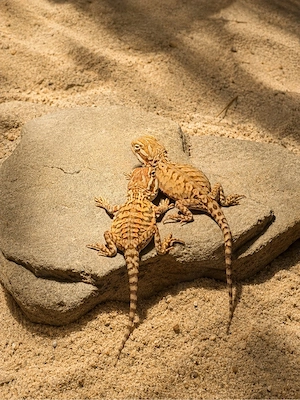 Suche Zwergbartagamen   Pogona henrylawsoni