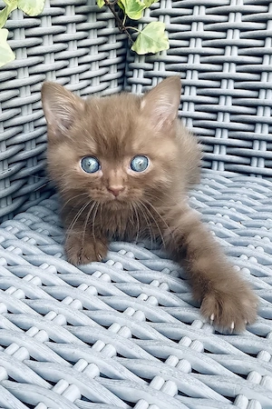 Zwei drei Monate alte, wunderschöne Britisch-Kurzhaar-Katzen warten auf ihre Familien.     