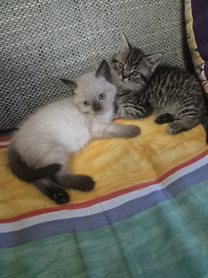 BKH Kitten 