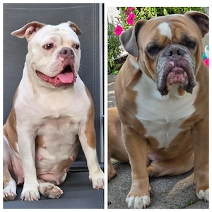 Paar Old English Bulldogen 