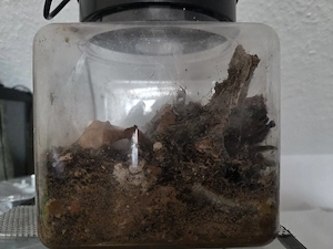 Hobbyaufgabe   Notverkauf: Vogelspinnen-Sammlung (verschiedene Arten) inkl. Terrarien