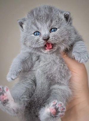 wunderschöne bkh  kitten Bild 4