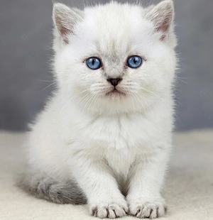 wunderschöne bkh  kitten Bild 5