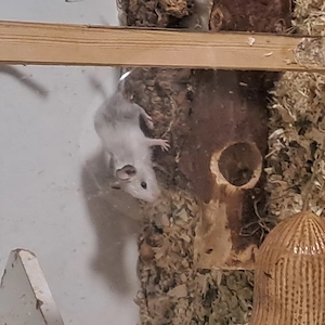 2 süße Degubabys 