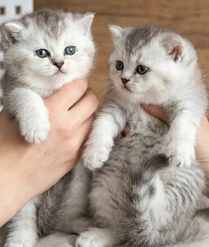 wunderschöne bkh  kitten Bild 3