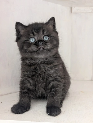 wunderschöne BKH kitten Bild 3