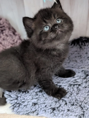 wunderschöne BKH kitten