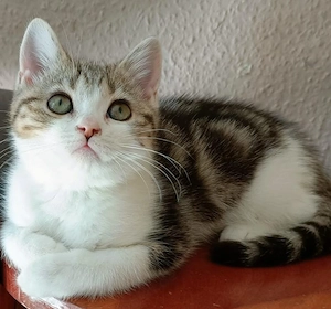 wunderschöne BKH kitten Bild 2