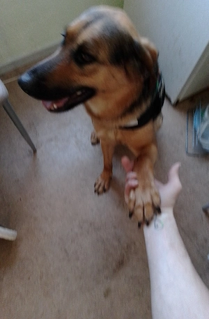 hiermit verkaufe ich meine beiden Schäferhunde Mischlinge 