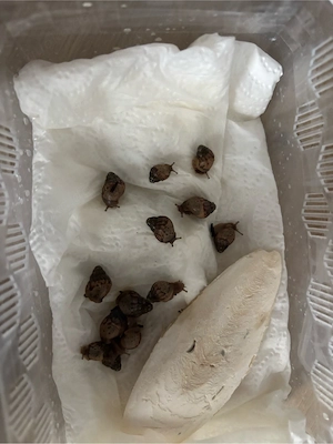 Achatschnecken