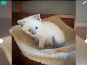 Zauberhafte BKH-Katerchen 