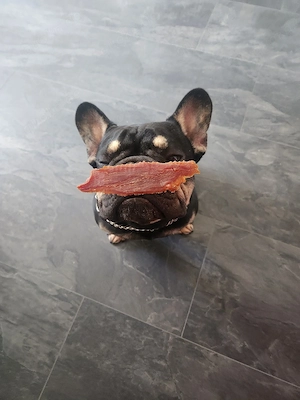 Französische Bulldogge  Bild 2