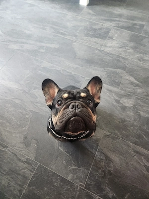 Französische Bulldogge  Bild 3