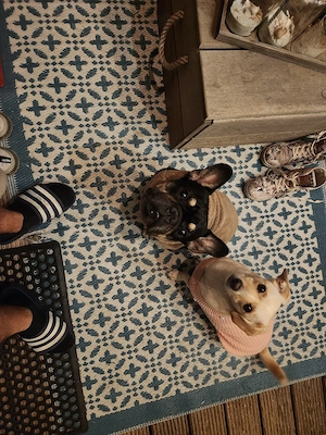 Französische Bulldogge  Bild 5