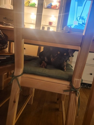 Französische Bulldogge 