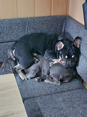 Französische Bulldogge  Bild 4