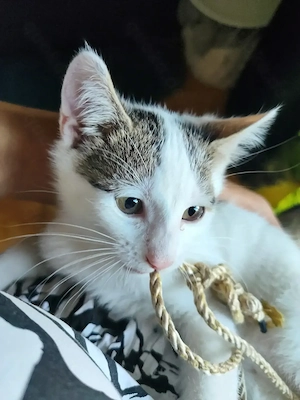 Kitten abzugeben 