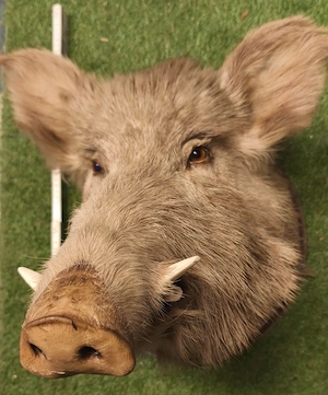 Tierpräparat Keilerkopf   Wildschwein 