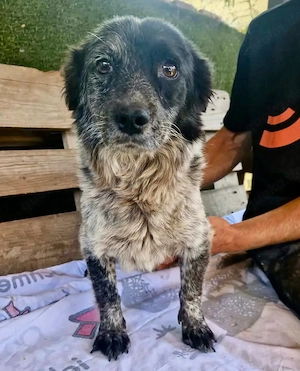 Jonna, kleine Kämpferin sucht endlich Liebe