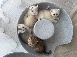 reinrassiger BKH blue light golden Kater