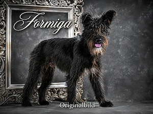 Formiga - lustiger Bursche