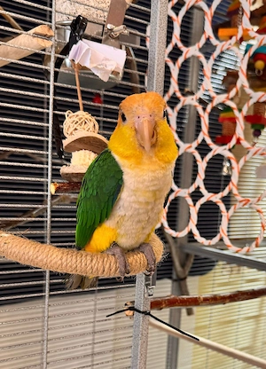 Rostkappenpapageien Pärchen (Pionites leucogaster)   DNA-bestätigt, Naturbrut, Mai 2025