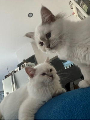 heilige reinrassige Birma Kitten mit Stammbaum 