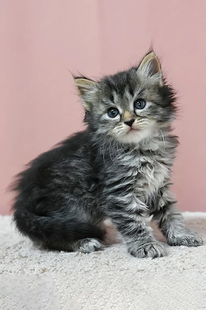     Ein entzückender, braun gefärbter Junge aus Maine Coon    