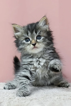    Bezaubernder braun getupfter getigerter Maine-Coon-Kater    