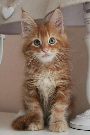 Zwei verspielte Maine-Coon-Kätzchen, ein männliches und ein weibliches.