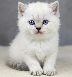 BKH Kitten 