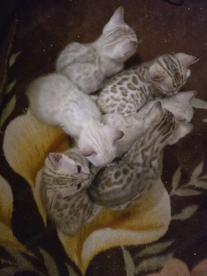 Abgabebereit Bengal Kitten wbl. Stammbaum Eltern 10 Tests Katze Kater