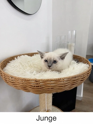 BKH Blue Point Mädchen und Junge 