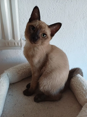 Tonkanesen kitten.
