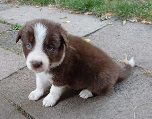 Border collie welpen mit Papiere 