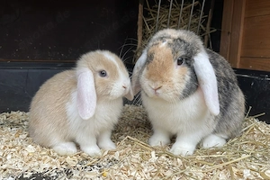 Junge Zwergwidder Hasen Kaninchen  