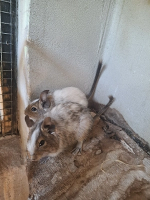 verkaufe Degus Bild 4