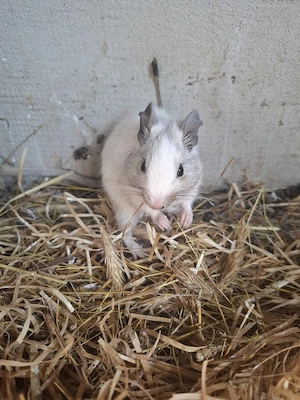 verkaufe Degus Bild 5