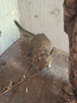 verkaufe Degus Bild 2